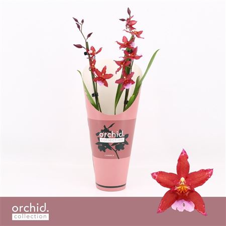 Cambria 2st Crimson Star Orchid Collection