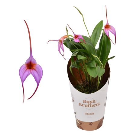 Masdevallia Purple