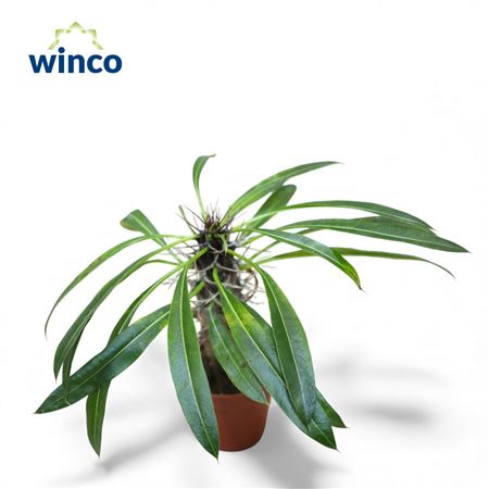 Pachypodium Lamerei