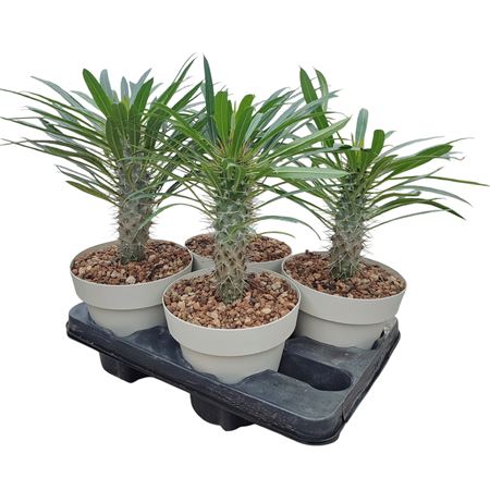 Pachypodium Lamerei