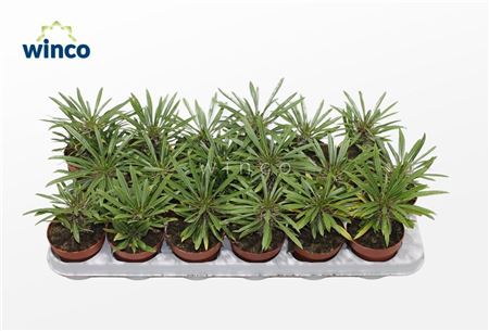 Pachypodium Lamerei