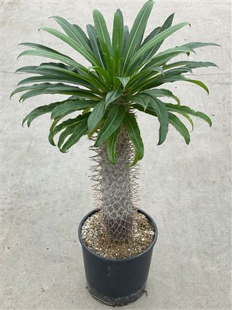 Pachypodium Lamerei
