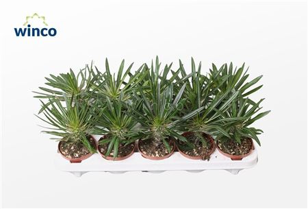 Pachypodium Lamerei