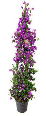 Bougainvillea Glabra Sanderiana