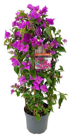 Bougainvillea Glabra Sanderiana