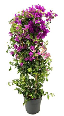 Bougainvillea Glabra Sanderiana