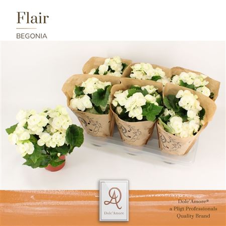 Begonia Clara (dolc'amore) Kraft Sleeve