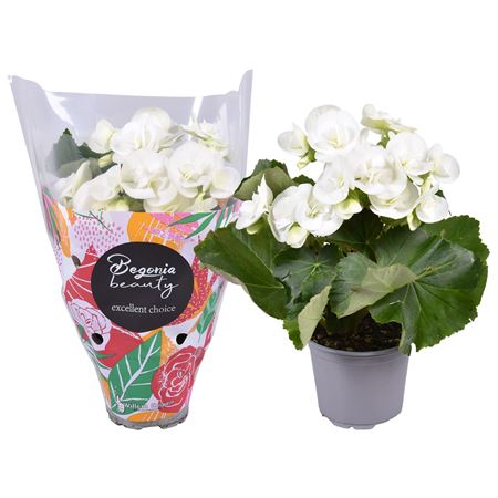 Begonia Clara White