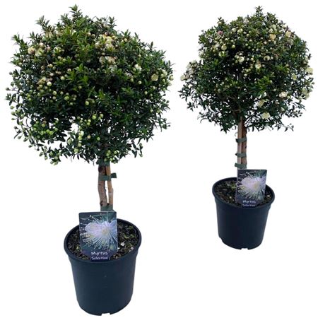 Myrtus Communis On Stem.