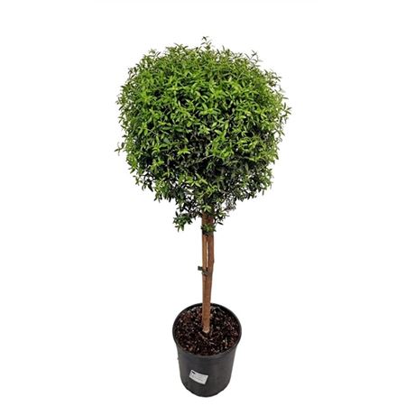 Myrtus Communis On Stem.