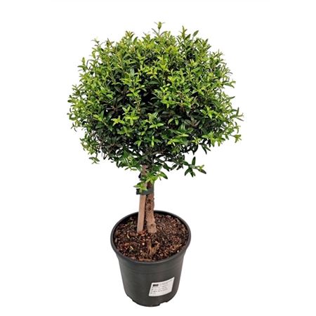 Myrtus Communis On Stem.