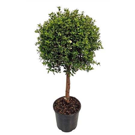 Myrtus Communis On Stem.