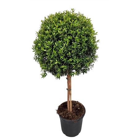 Myrtus Communis On Stem.