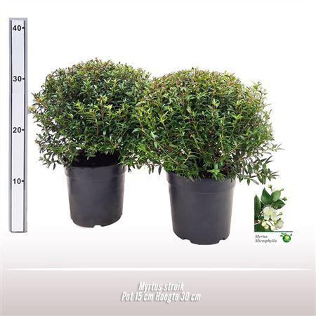 Myrtus Communis Bush
