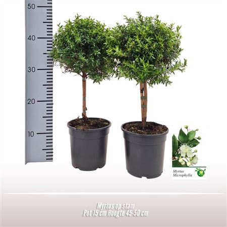 Myrtus Communis On Stem.