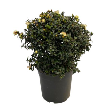 Myrtus Communis Bush