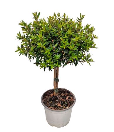 Myrtus Communis On Stem.
