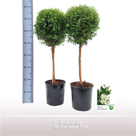 Myrtus Communis On Stem.