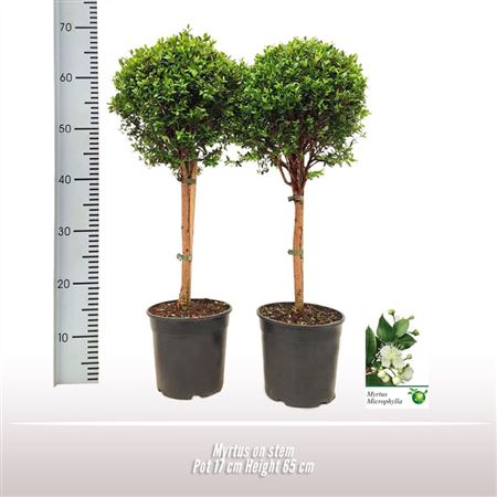Myrtus On Stem