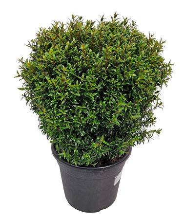 Myrtus Communis Bush