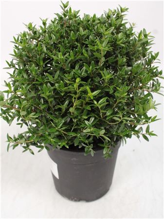 Myrtus Communis Bush