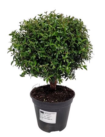 Myrtus Communis On Stem.