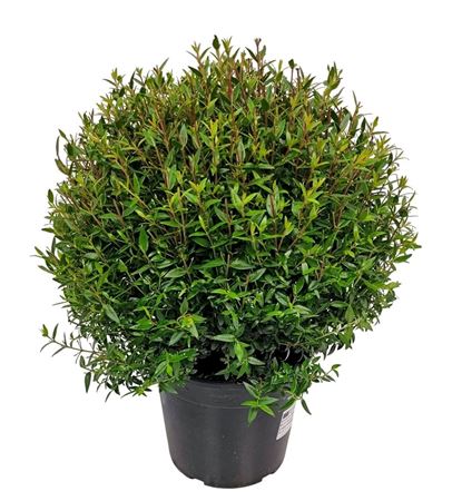 Myrtus Communis Bush