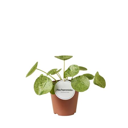 Pilea Mojito.