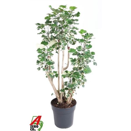 Polyscias Balfouriana Branched