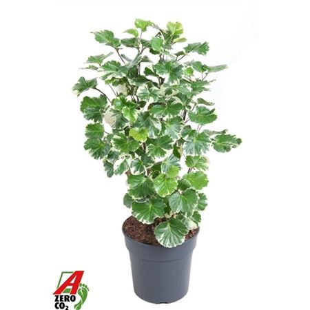 Polyscias Balfouriana Branched