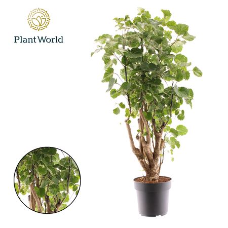 Polyscias Balfouriana Branched