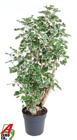 Polyscias Balfouriana Branched