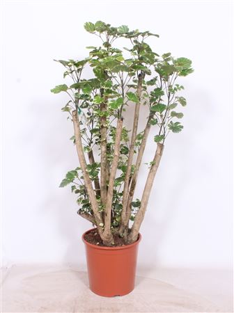 Polyscias Balfouriana