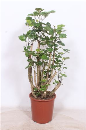 Polyscias Balfouriana