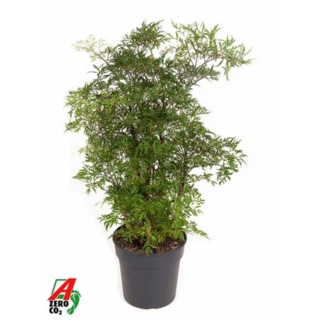 Polyscias Ming Branched