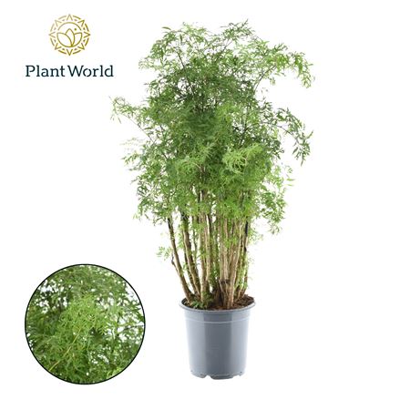 Polyscias Hawaiiana Ming Vertakt