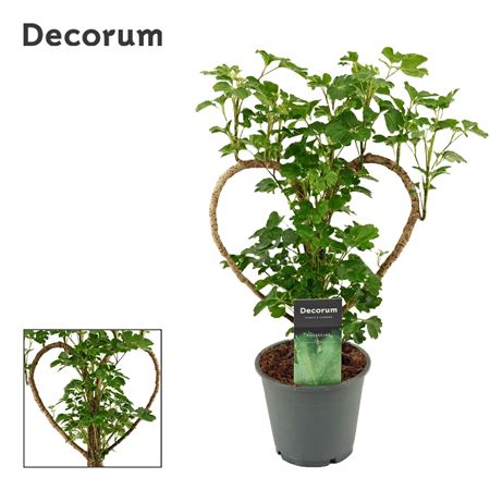 Polyscias Heart (decorum)