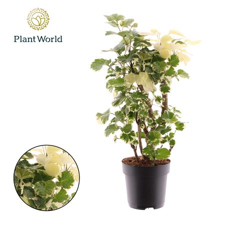 Polyscias Balfouriana Branched