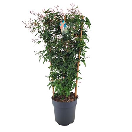 Jasminum On Reck 500+