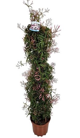 Jasminum Polyanthum Pyramid