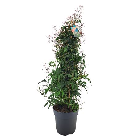 Jasminum Poly White Pyramid 500+