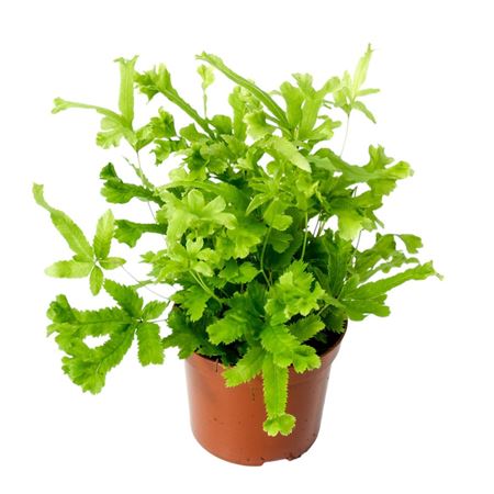 Pteris Cretica Roeweri