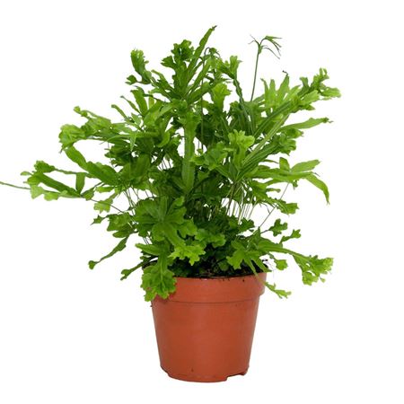 Pteris Cretica Roeweri