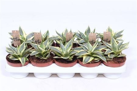 Sansevieria Golden Hahnii