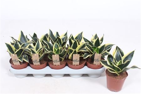 Sansevieria Golden Hahnii Black
