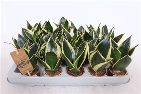Sansevieria Golden Hahnii Black