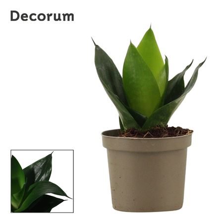 Sansevieria Hahnii Black Jade (decorum)