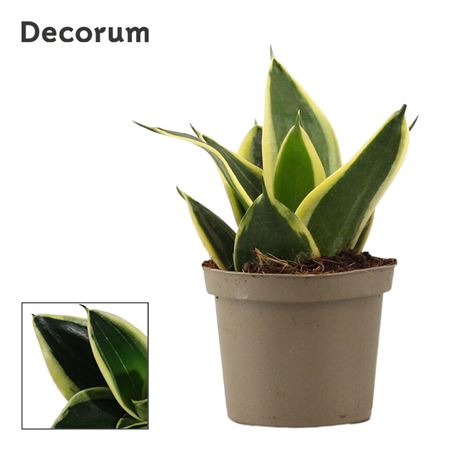 Sansevieria Hahnii Jade Pagoda (decorum)