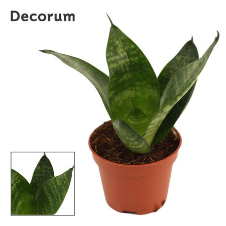 Sansevieria Hahnii Green Hahnii (decorum)