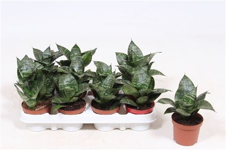 Sansevieria Hahnii